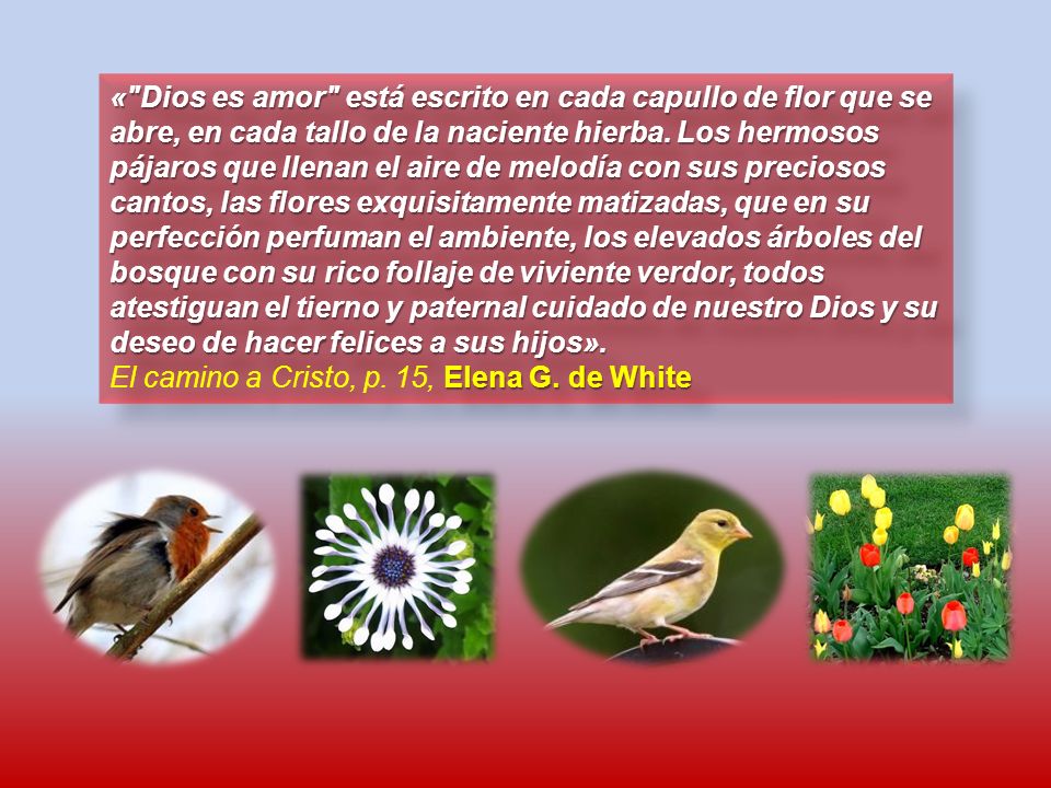 « Dios es amor está escrito en cada capullo de flor que se abre, en cada tallo de la naciente hierba. Los hermosos pájaros que llenan el aire de melodía con sus preciosos cantos, las flores exquisitamente matizadas, que en su perfección perfuman el ambiente, los elevados árboles del bosque con su rico follaje de viviente verdor, todos atestiguan el tierno y paternal cuidado de nuestro Dios y su deseo de hacer felices a sus hijos».