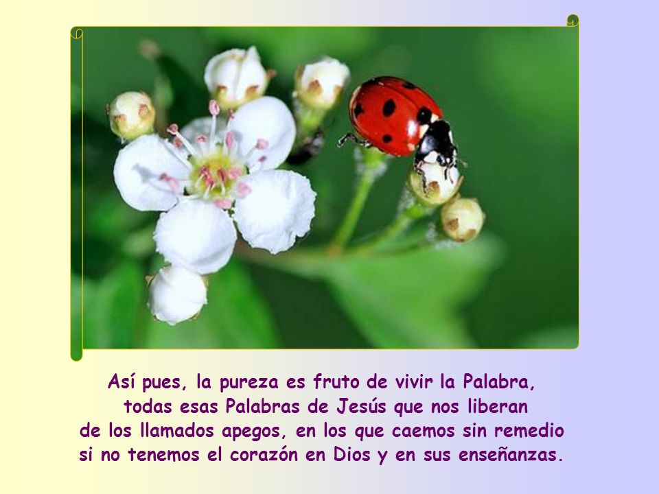 Así pues, la pureza es fruto de vivir la Palabra,