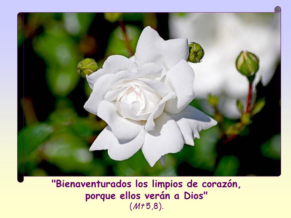 Bienaventurados los limpios de corazón, porque ellos verán a Dios (Mt 5,8).