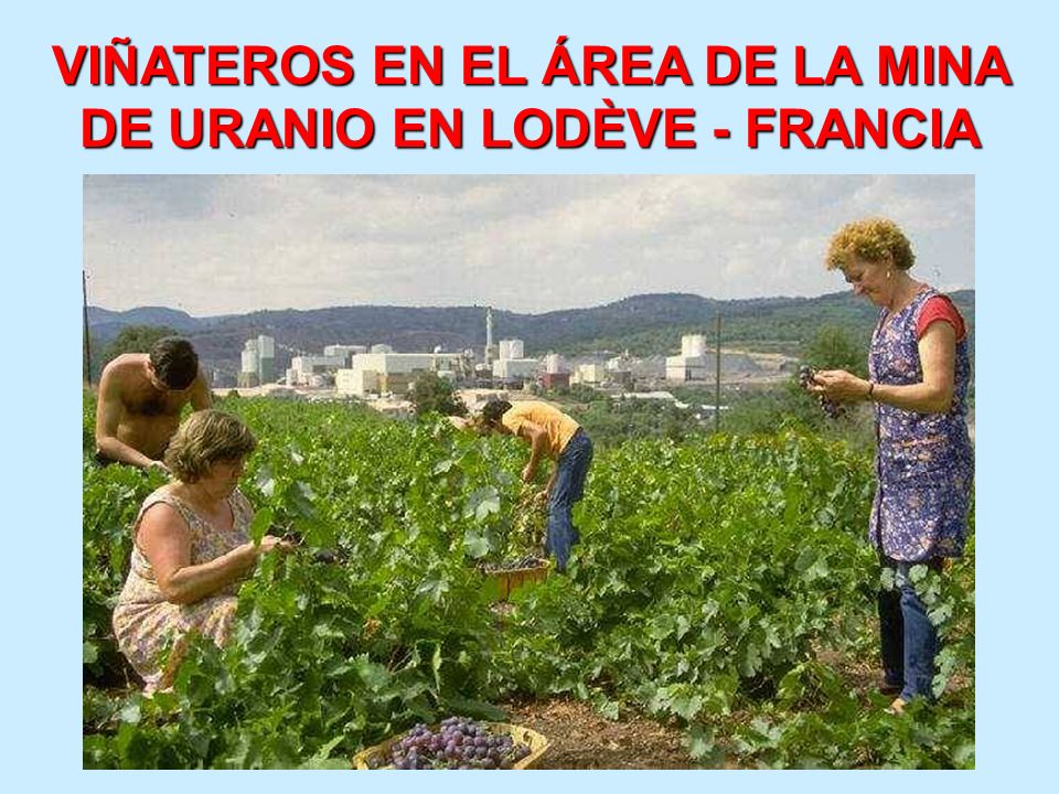 VIÑATEROS EN EL ÁREA DE LA MINA DE URANIO EN LODÈVE - FRANCIA