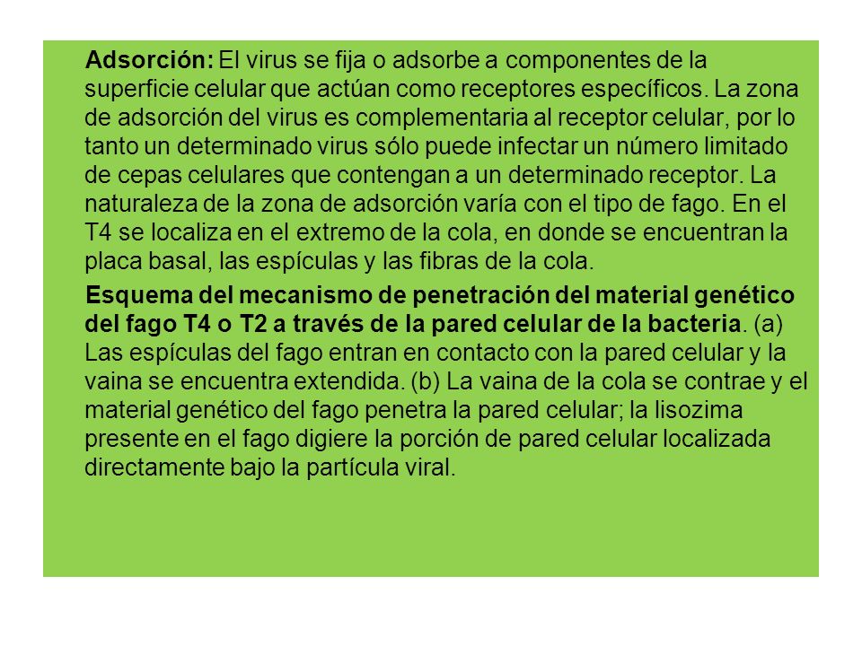 Adsorción: El virus se fija o adsorbe a componentes de la superficie celular que actúan como receptores específicos.