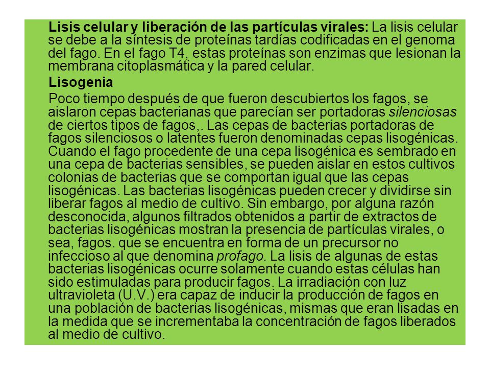 Lisis celular y liberación de las partículas virales: La lisis celular se debe a la síntesis de proteínas tardías codificadas en el genoma del fago.