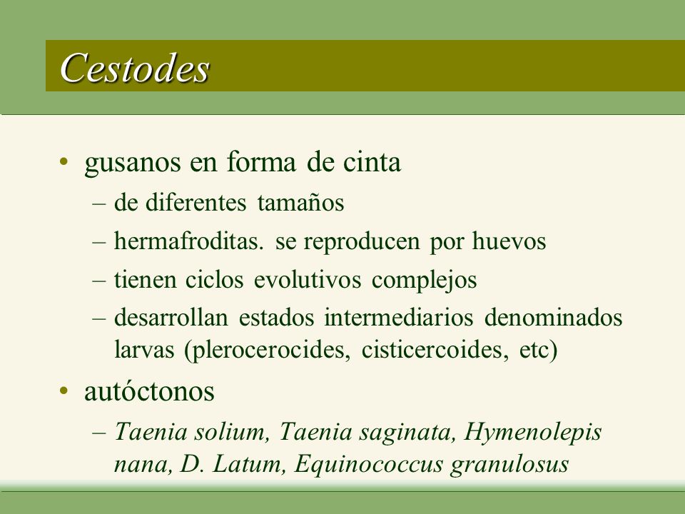 Cestodes gusanos en forma de cinta autóctonos de diferentes tamaños