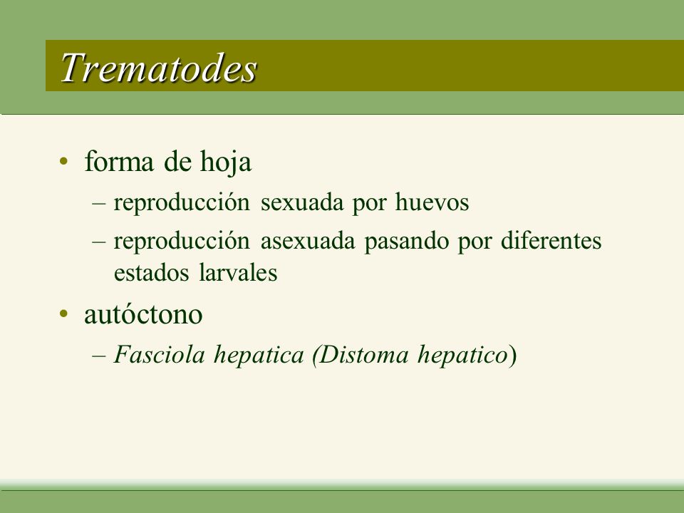 Trematodes forma de hoja autóctono reproducción sexuada por huevos