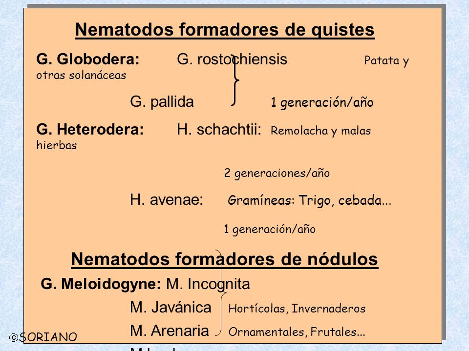 Nematodos formadores de quistes Nematodos formadores de nódulos