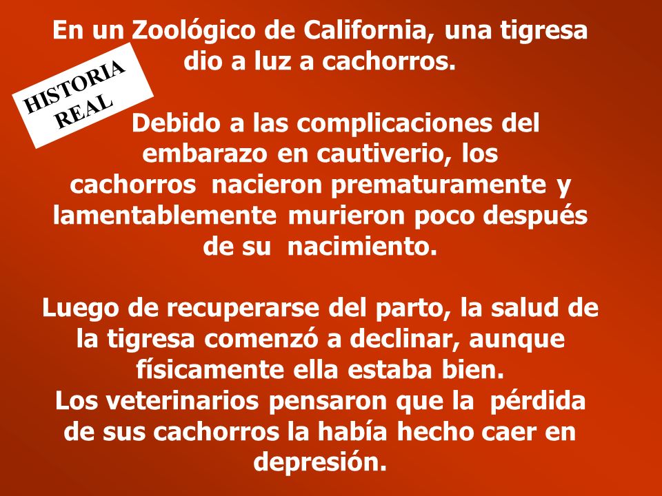 En un Zoológico de California, una tigresa dio a luz a cachorros