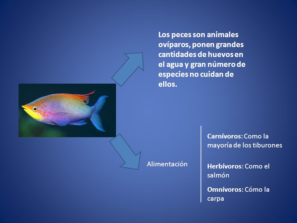 Los peces son animales ovíparos, ponen grandes cantidades de huevos en el agua y gran número de especies no cuidan de ellos.
