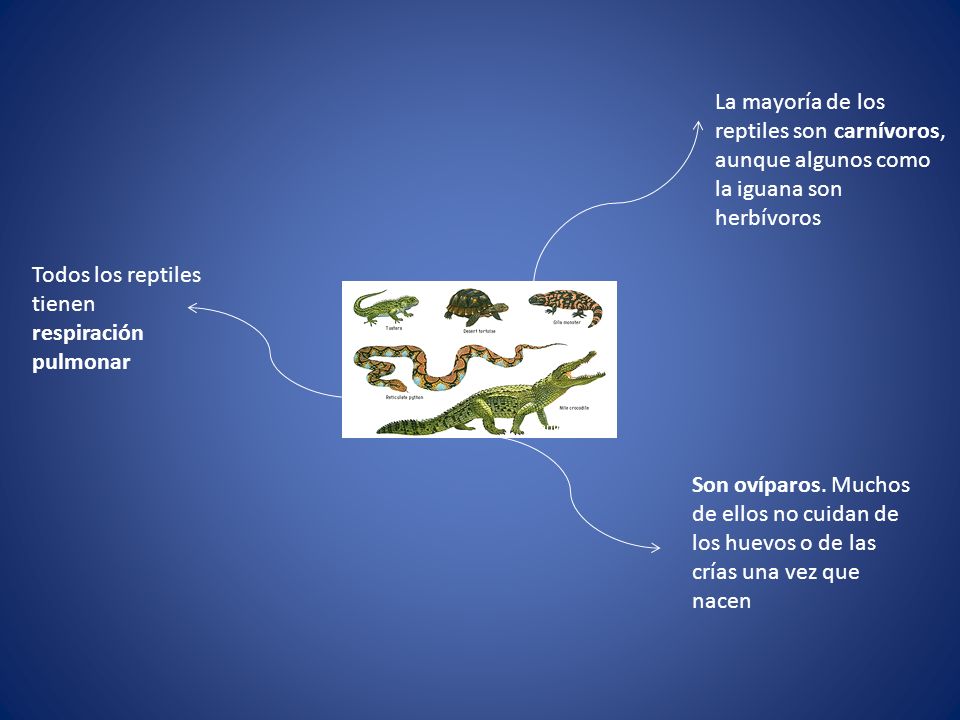 La mayoría de los reptiles son carnívoros, aunque algunos como la iguana son herbívoros