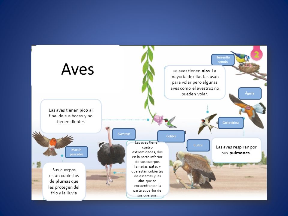 Aves Las aves tienen pico al final de sus bocas y no tienen dientes