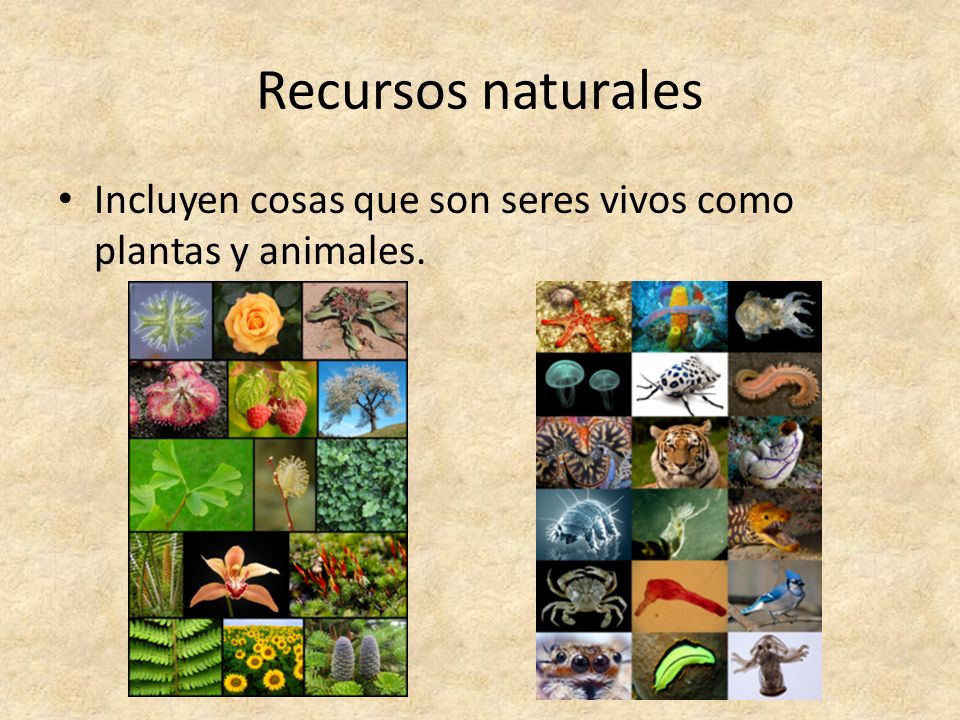Recursos naturales Incluyen cosas que son seres vivos como plantas y animales.