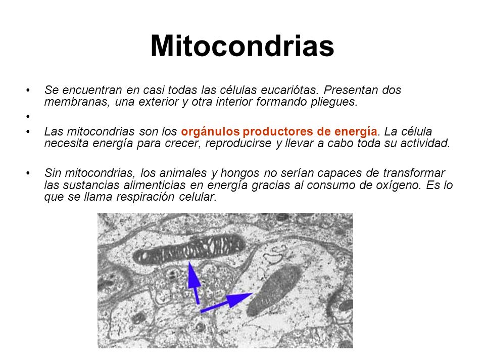 Mitocondrias Se encuentran en casi todas las células eucariótas. Presentan dos membranas, una exterior y otra interior formando pliegues.