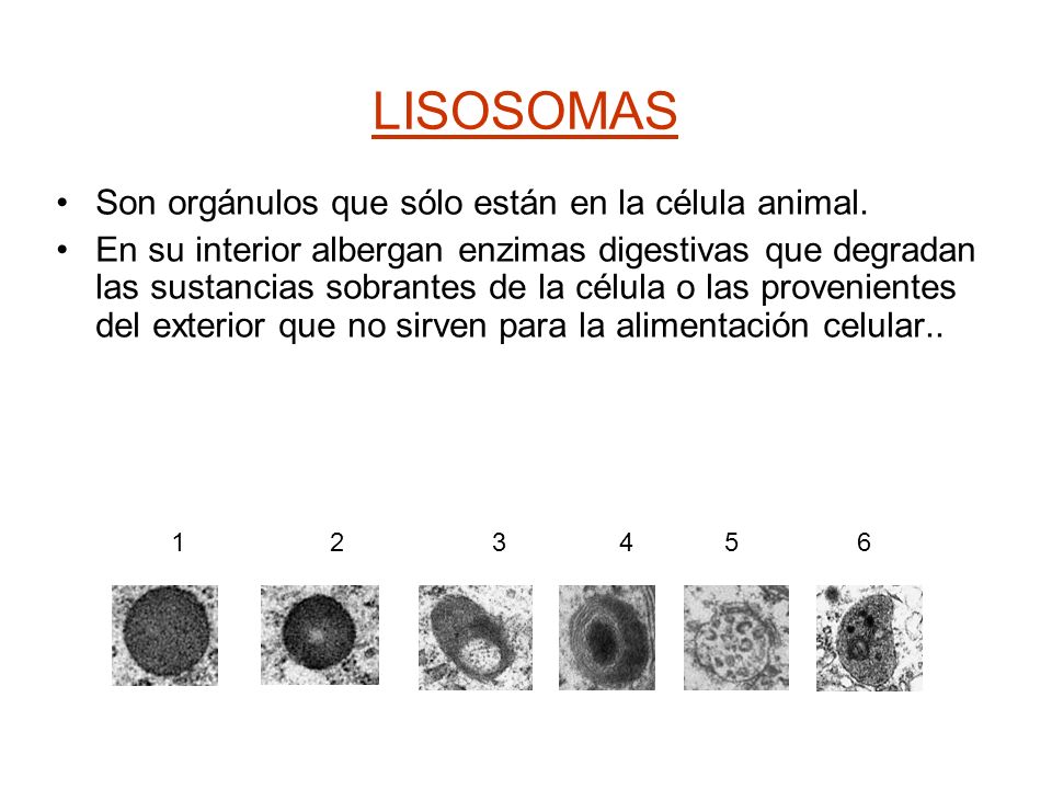 LISOSOMAS Son orgánulos que sólo están en la célula animal.