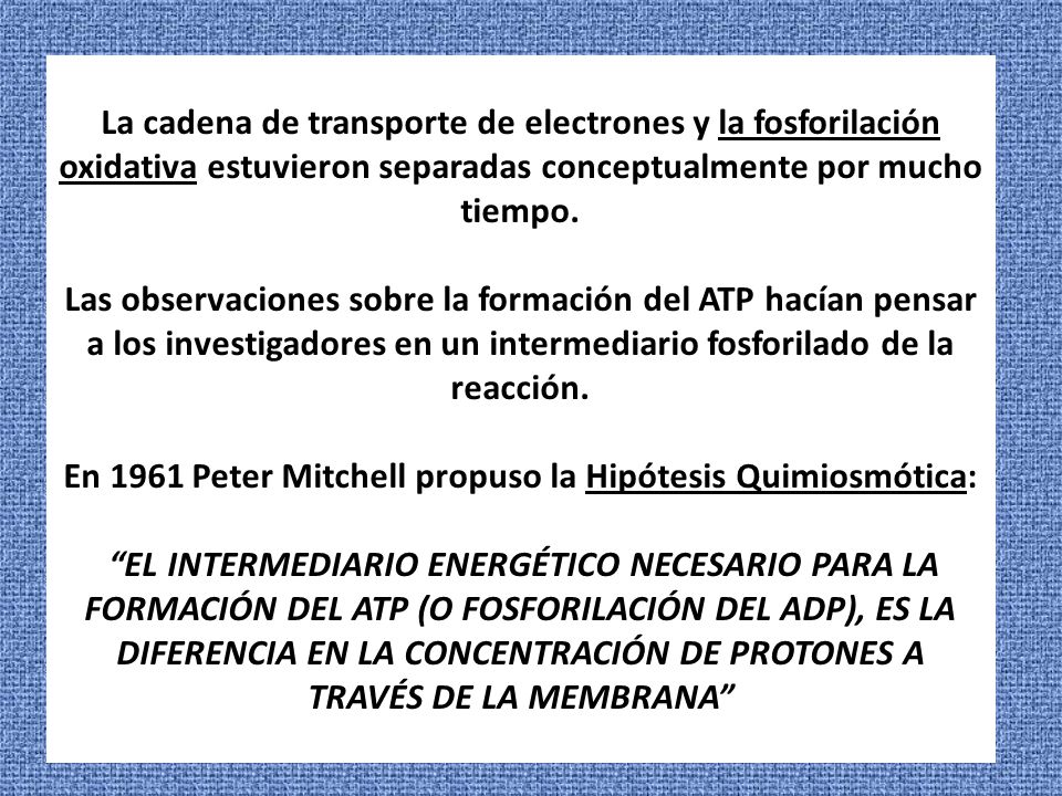 La cadena de transporte de electrones y la fosforilación oxidativa estuvieron separadas conceptualmente por mucho tiempo.