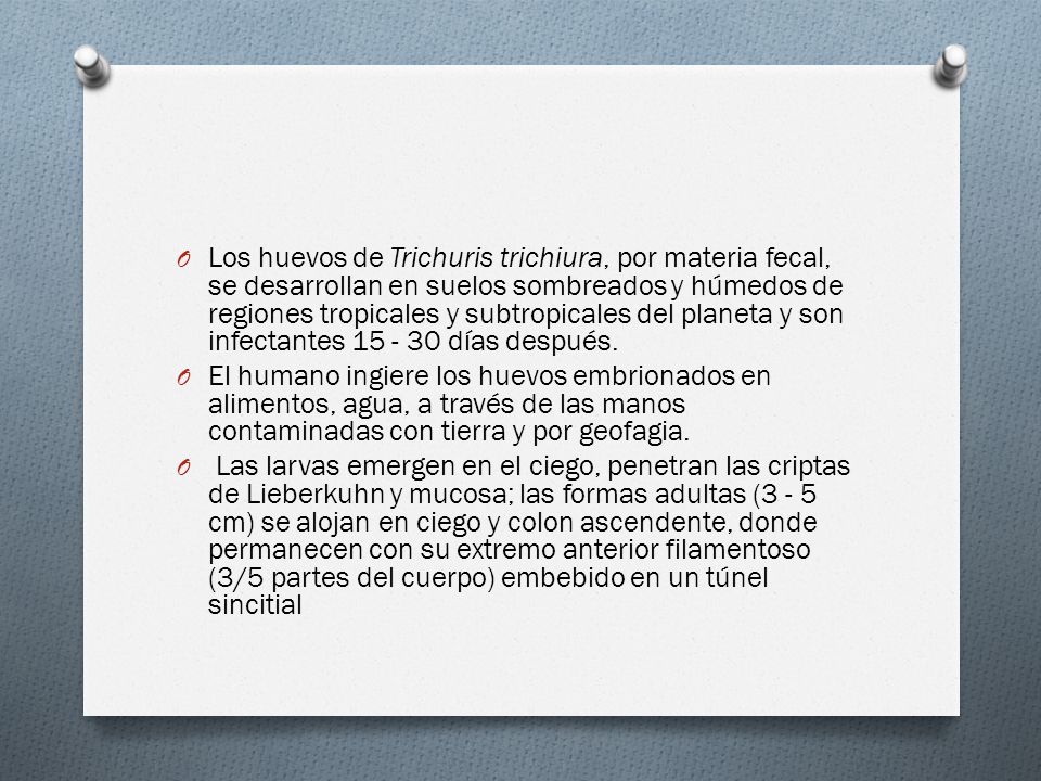 Los huevos de Trichuris trichiura, por materia fecal, se desarrollan en suelos sombreados y húmedos de regiones tropicales y subtropicales del planeta y son infectantes días después.