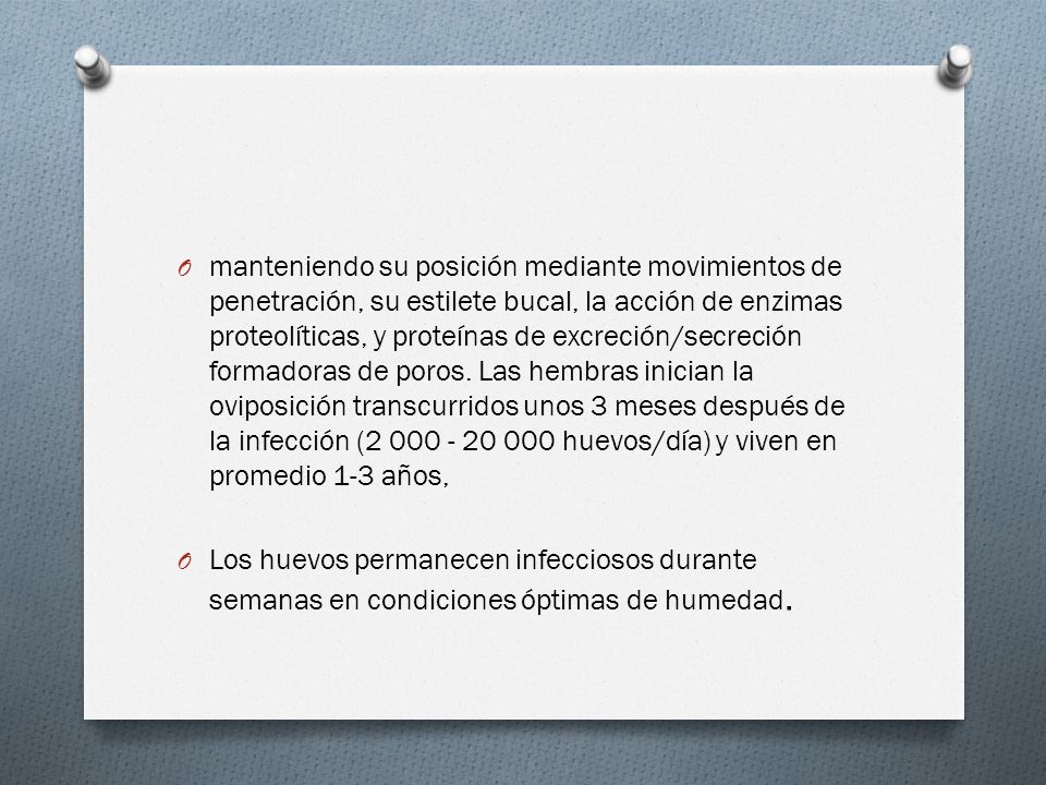manteniendo su posición mediante movimientos de penetración, su estilete bucal, la acción de enzimas proteolíticas, y proteínas de excreción/secreción formadoras de poros. Las hembras inician la oviposición transcurridos unos 3 meses después de la infección ( huevos/día) y viven en promedio 1-3 años,