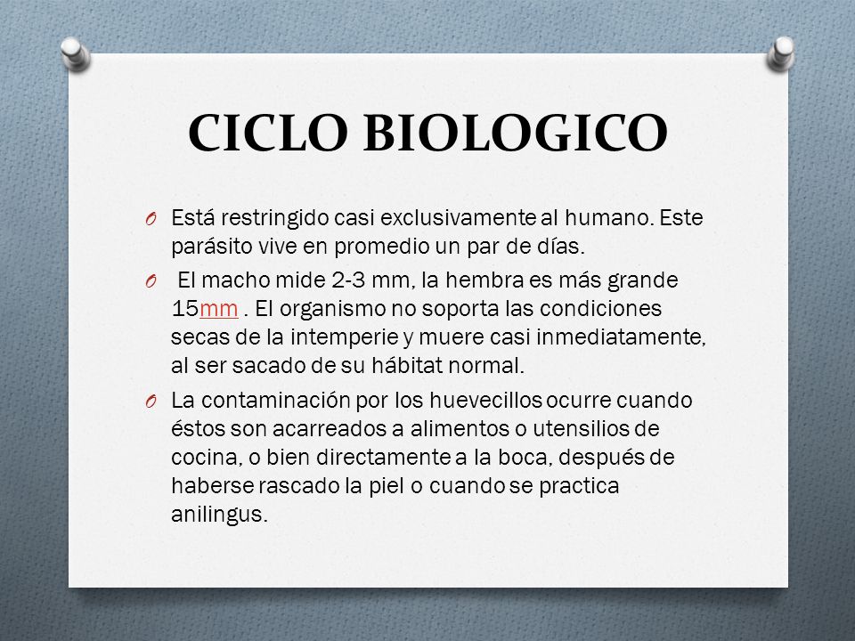 CICLO BIOLOGICO Está restringido casi exclusivamente al humano. Este parásito vive en promedio un par de días.