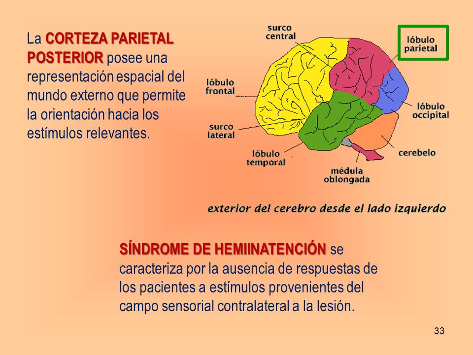 La CORTEZA PARIETAL POSTERIOR posee una representación espacial del mundo externo que permite la orientación hacia los estímulos relevantes.