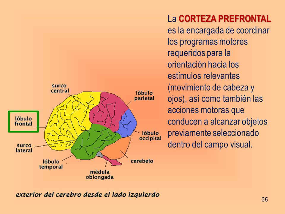 La CORTEZA PREFRONTAL es la encargada de coordinar los programas motores requeridos para la orientación hacia los estímulos relevantes (movimiento de cabeza y ojos), así como también las acciones motoras que conducen a alcanzar objetos previamente seleccionado dentro del campo visual.