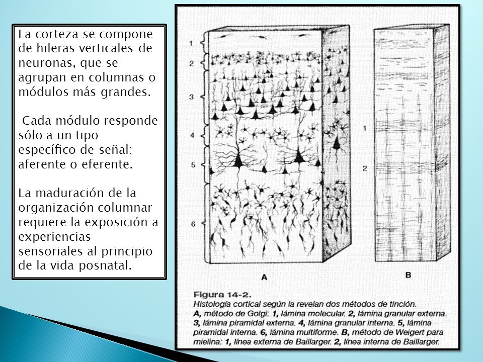 La corteza se compone de hileras verticales de neuronas, que se agrupan en columnas o módulos más grandes.