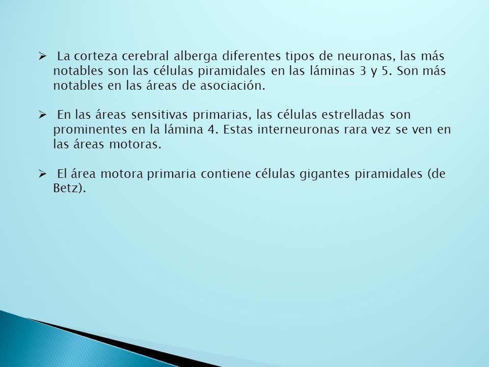 La corteza cerebral alberga diferentes tipos de neuronas, las más notables son las células piramidales en las láminas 3 y 5. Son más notables en las áreas de asociación.