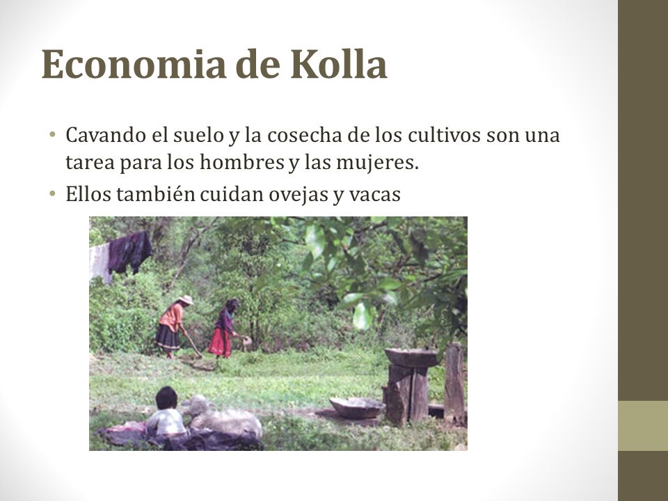 Economia de Kolla Cavando el suelo y la cosecha de los cultivos son una tarea para los hombres y las mujeres.
