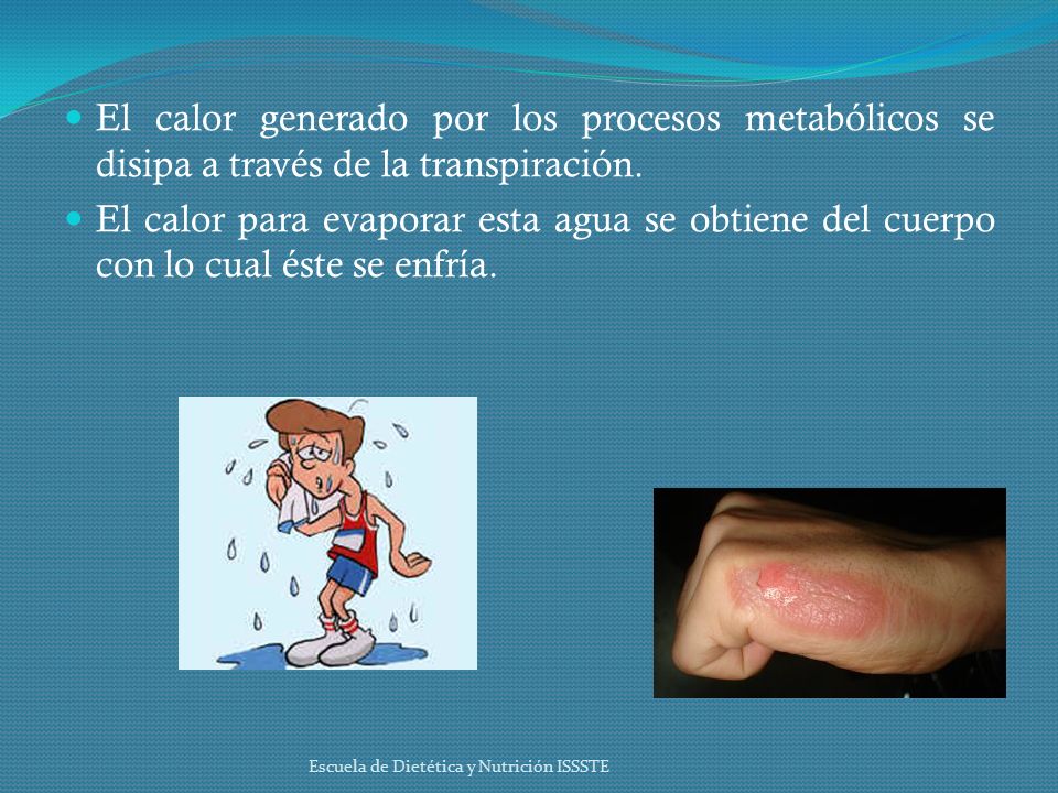 El calor generado por los procesos metabólicos se disipa a través de la transpiración.