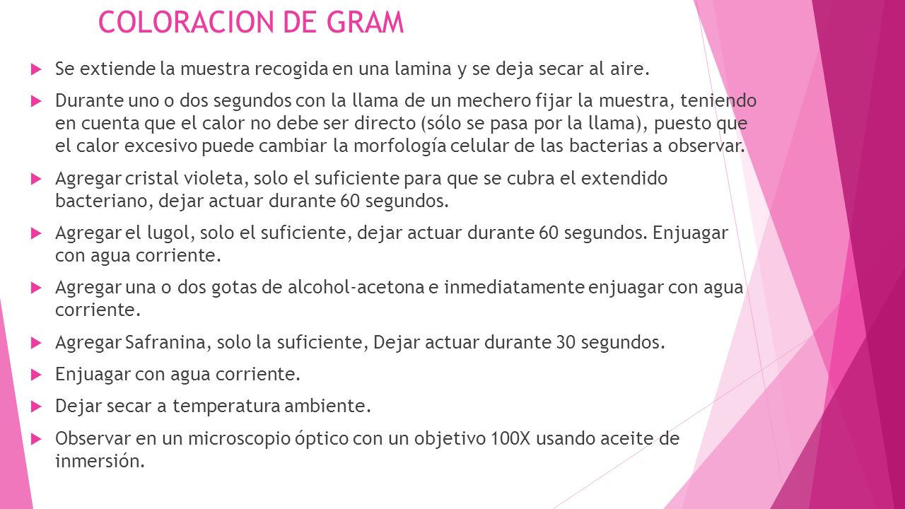 COLORACION DE GRAM Se extiende la muestra recogida en una lamina y se deja secar al aire.