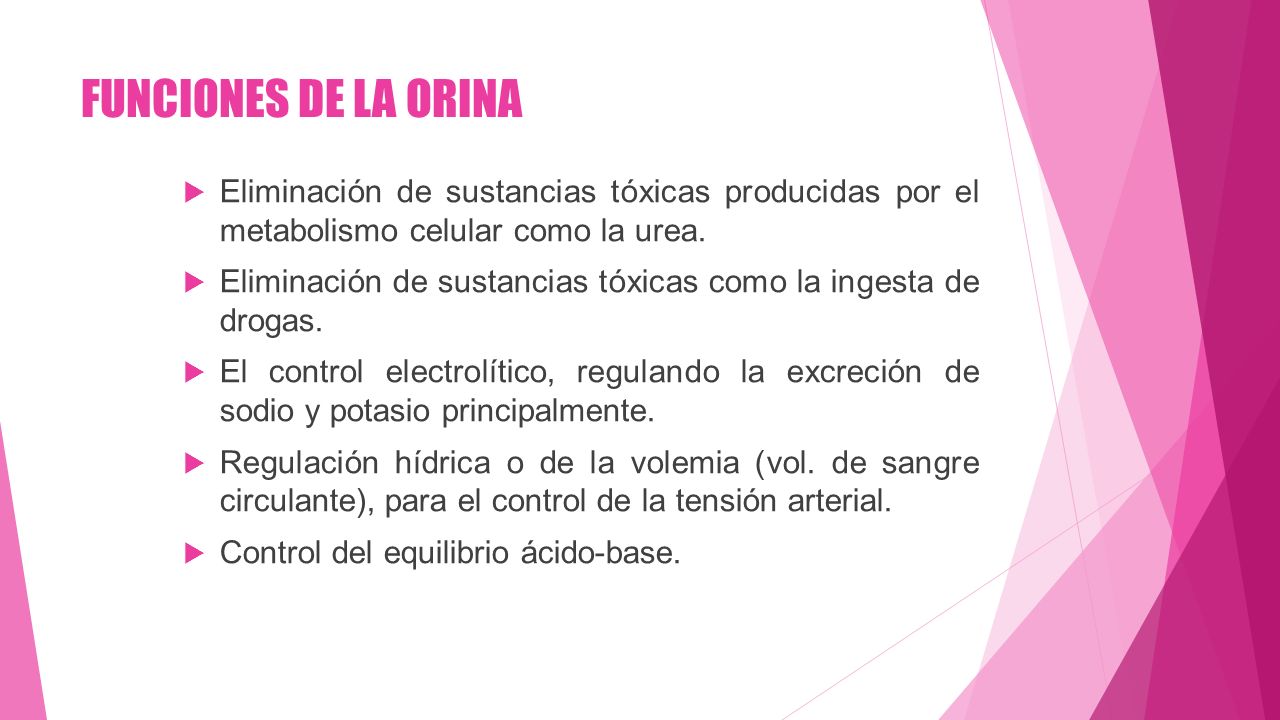 FUNCIONES DE LA ORINA Eliminación de sustancias tóxicas producidas por el metabolismo celular como la urea.