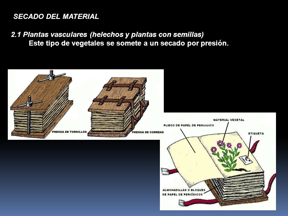 SECADO DEL MATERIAL 2.1 Plantas vasculares (helechos y plantas con semillas) Este tipo de vegetales se somete a un secado por presión.