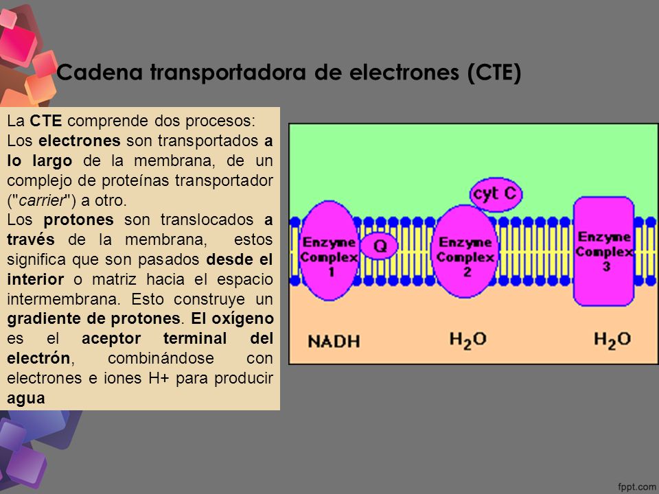 Transporte electrónico fosforilación oxidativa - ppt descargar