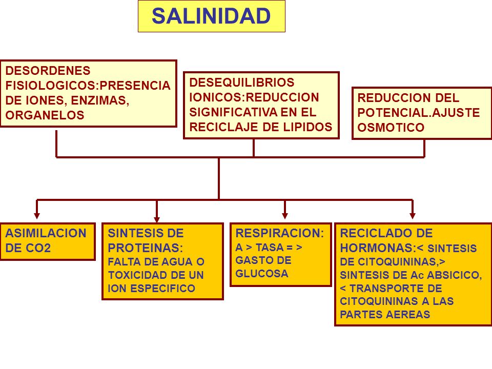 SALINIDAD DESORDENES FISIOLOGICOS:PRESENCIA DE IONES, ENZIMAS, ORGANELOS. DESEQUILIBRIOS IONICOS:REDUCCION SIGNIFICATIVA EN EL RECICLAJE DE LIPIDOS.