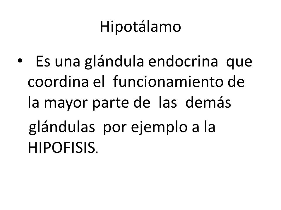 Hipotálamo Es una glándula endocrina que coordina el funcionamiento de la mayor parte de las demás.