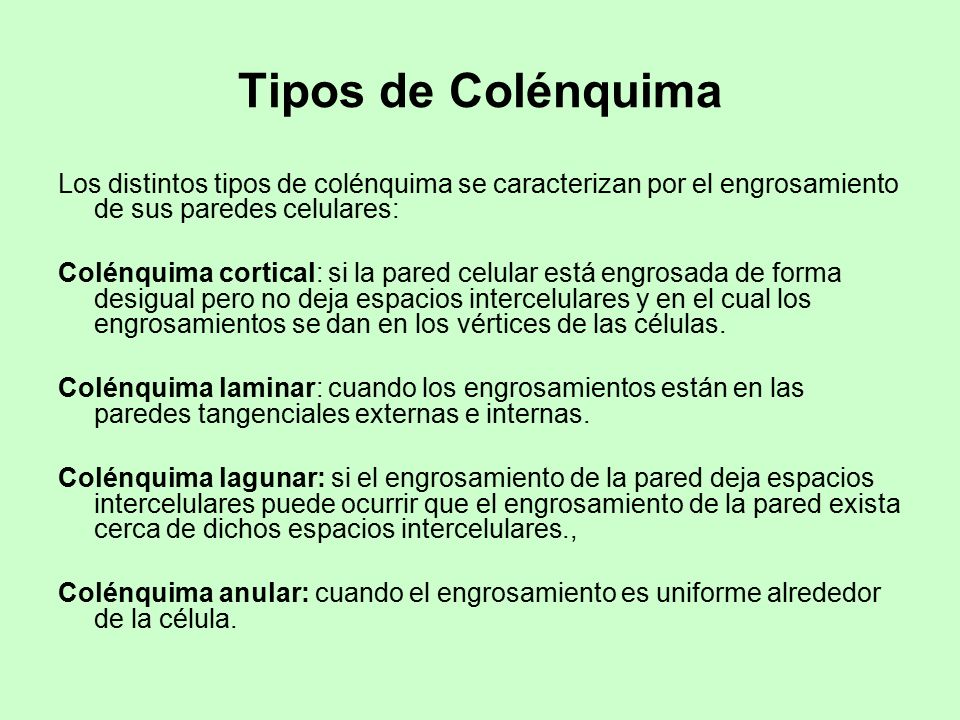 Tipos de Colénquima Los distintos tipos de colénquima se caracterizan por el engrosamiento de sus paredes celulares: