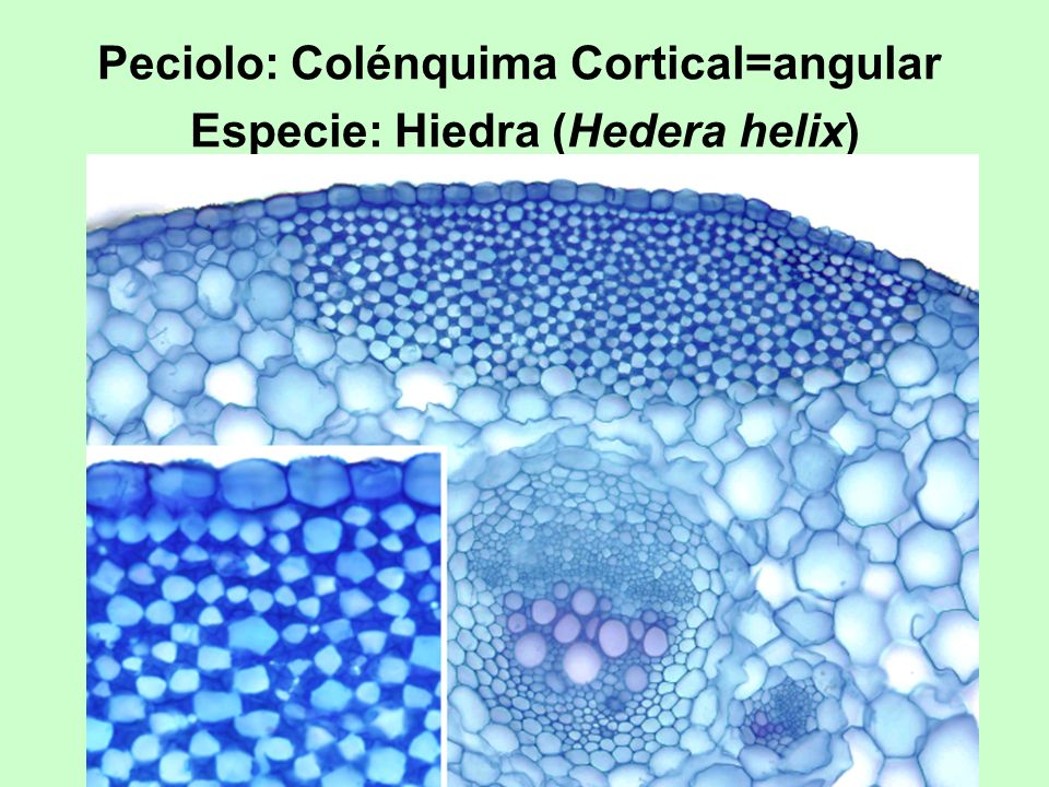 Peciolo: Colénquima Cortical=angular Especie: Hiedra (Hedera helix)