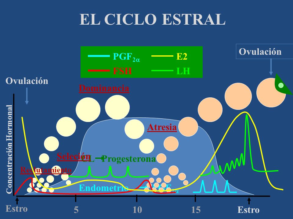 EL CICLO ESTRAL Ovulación PGF2a E2 FSH LH Ovulación Dominancia Atresia
