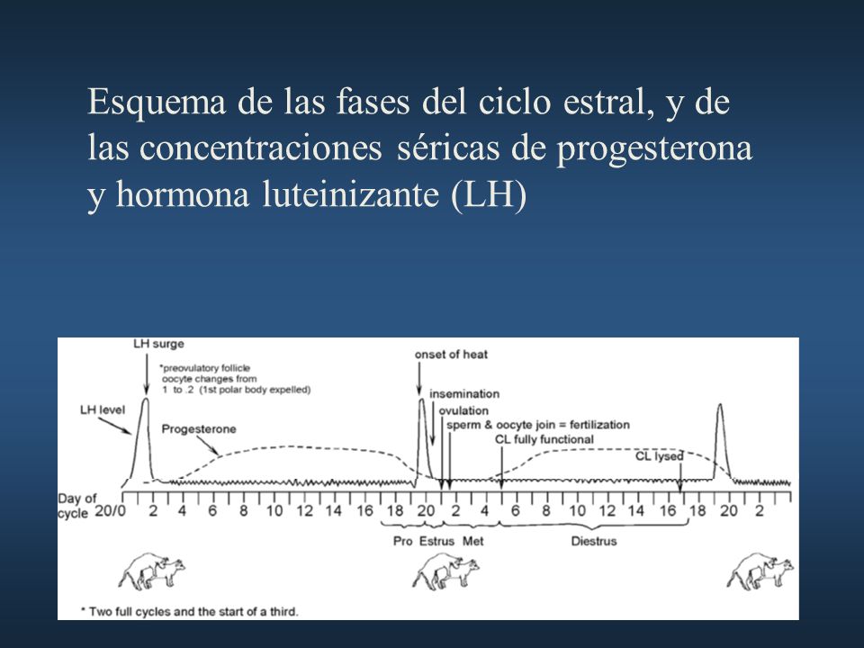 Esquema de las fases del ciclo estral, y de las concentraciones séricas de progesterona y hormona luteinizante (LH)