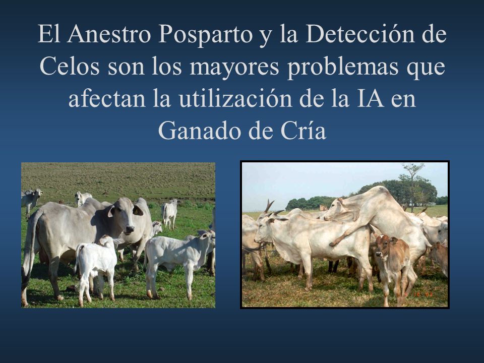 El Anestro Posparto y la Detección de Celos son los mayores problemas que afectan la utilización de la IA en Ganado de Cría