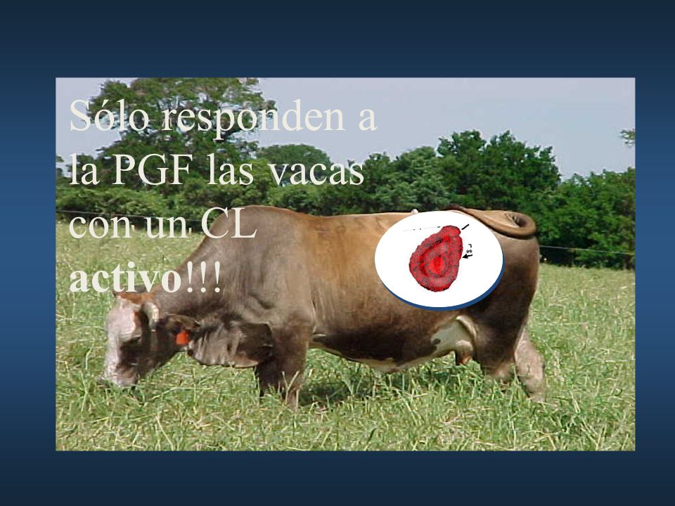 Sólo responden a la PGF las vacas con un CL activo!!!