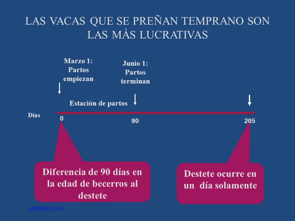 LAS VACAS QUE SE PREÑAN TEMPRANO SON LAS MÀS LUCRATIVAS