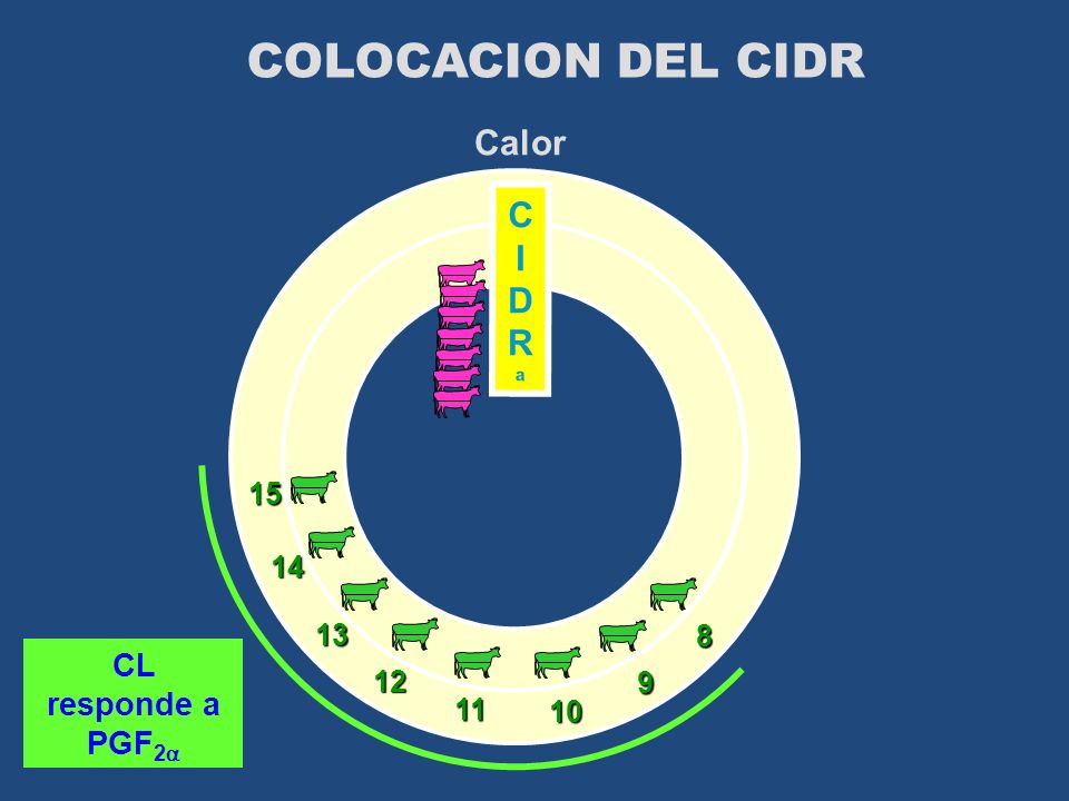 COLOCACION DEL CIDR Calor CIDRa CL responde a PGF2