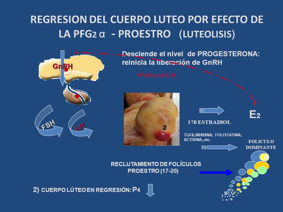 REGRESION DEL CUERPO LUTEO POR EFECTO DE LA PFG2 α - PROESTRO (LUTEOLISIS)