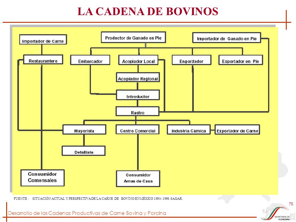 LA CADENA DE BOVINOS FUENTE : SITUACIÓN ACTUAL Y PERSPECTIVA DE LA CARNE DE BOVINO EN MÉXICO