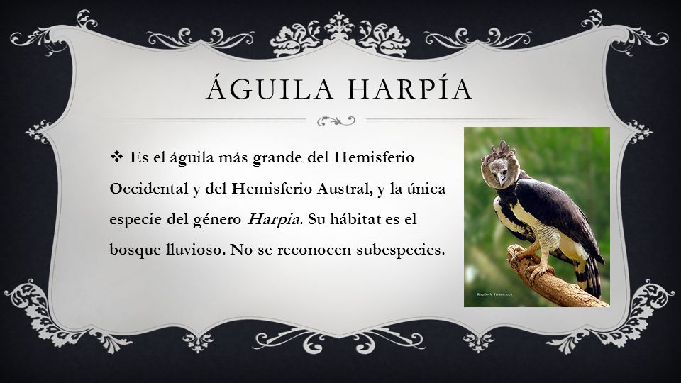 Águila Harpía Ave Nacional de Panamá - ppt video online descargar