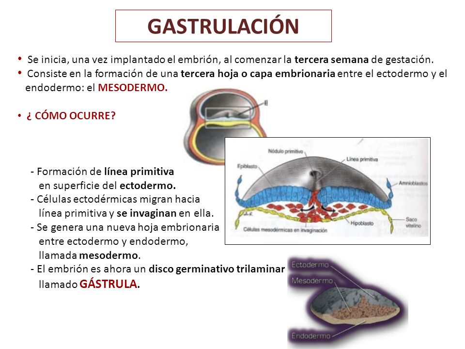 GASTRULACIÓN Se inicia, una vez implantado el embrión, al comenzar la tercera semana de gestación.