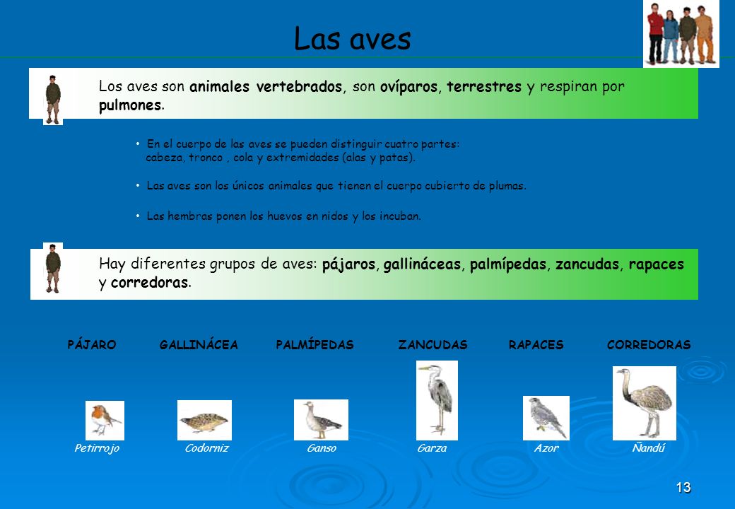 Las aves Los aves son animales vertebrados, son ovíparos, terrestres y respiran por pulmones.