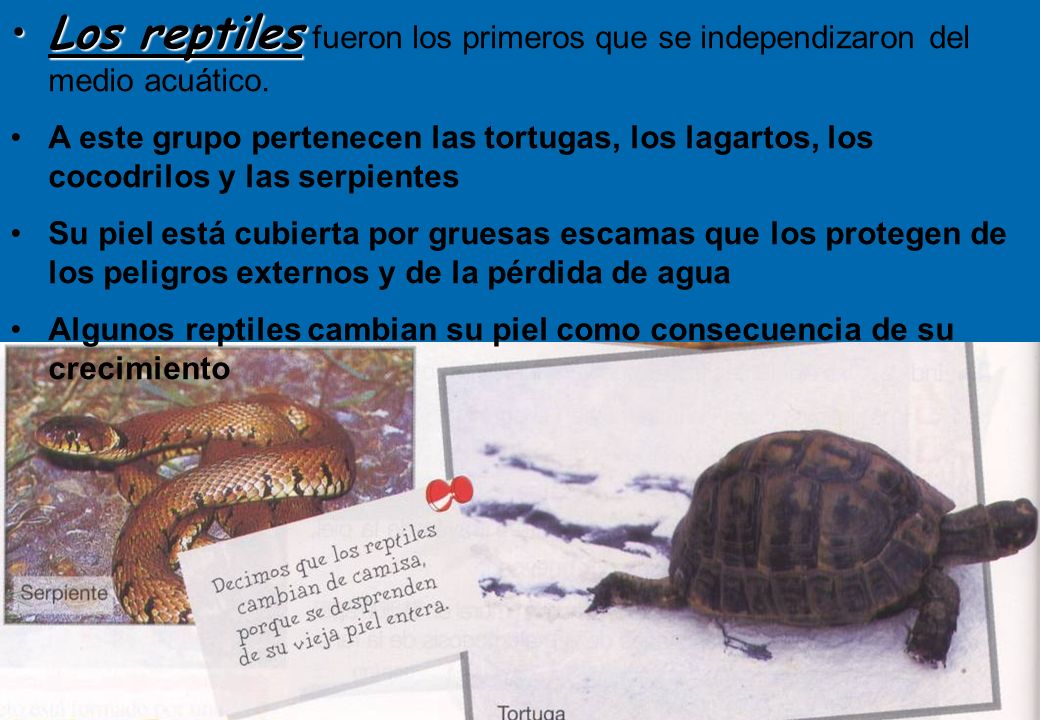 Los reptiles fueron los primeros que se independizaron del medio acuático.