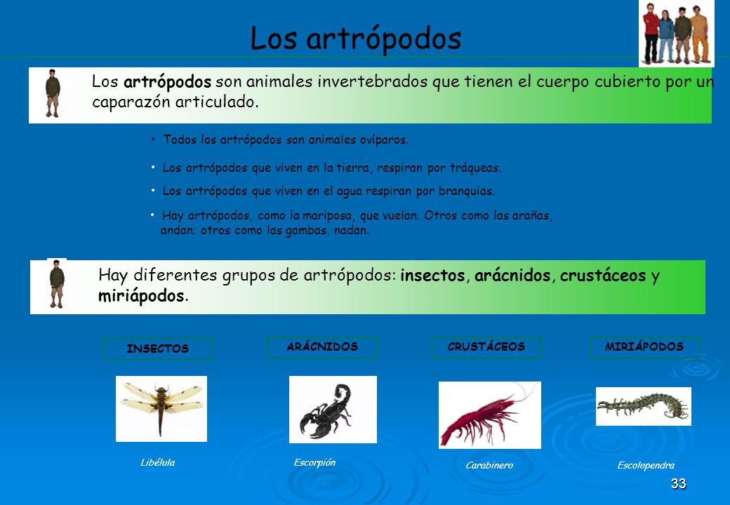 Los artrópodos Los artrópodos son animales invertebrados que tienen el cuerpo cubierto por un caparazón articulado.