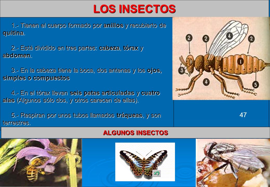 LOS INSECTOS 1.- Tienen el cuerpo formado por anillos y recubierto de quitina. 2.- Está dividido en tres partes: cabeza, tórax y abdomen.