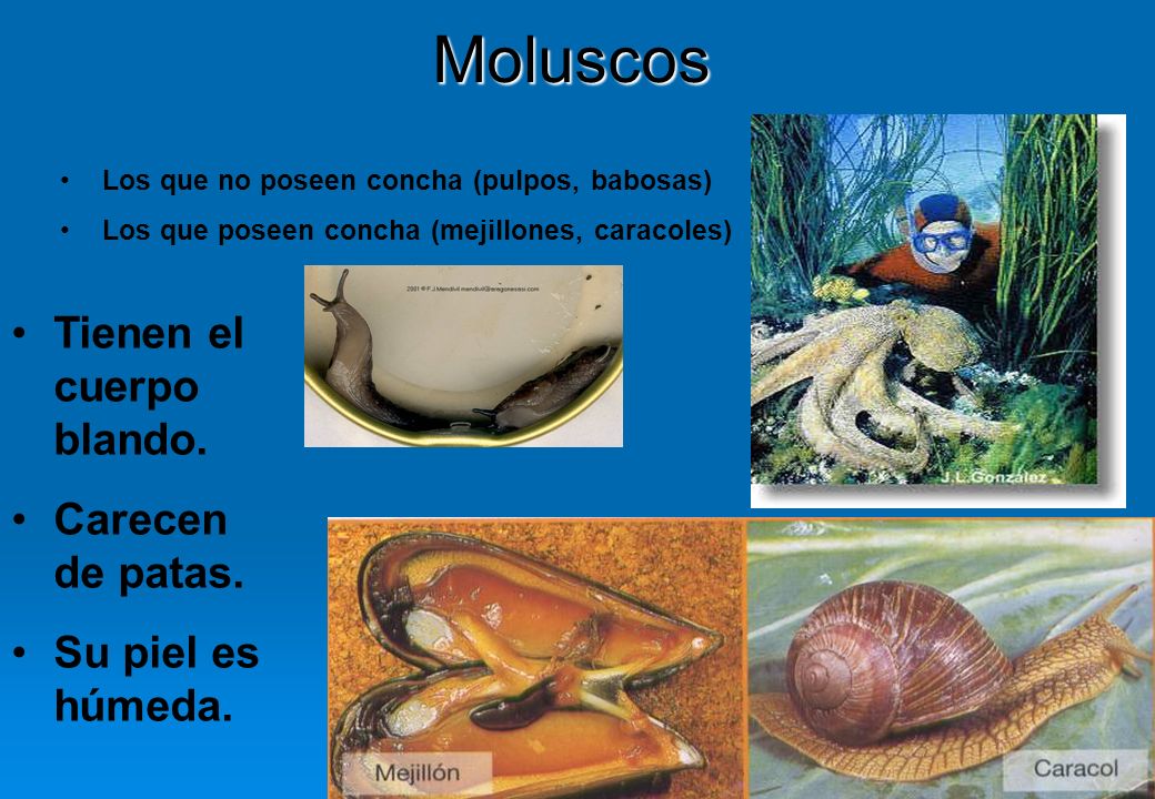 Moluscos Tienen el cuerpo blando. Carecen de patas. Su piel es húmeda.
