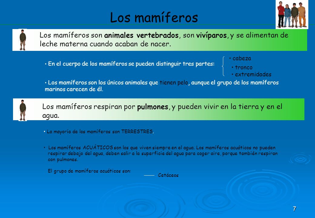 Los mamíferos Los mamíferos son animales vertebrados, son vivíparos, y se alimentan de leche materna cuando acaban de nacer.